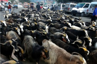 दशैमा च्याङ्ग्राको माग पनि उच्च मूल्य पनि उच्च