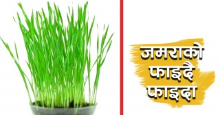 दसैंमा जमरा बढी भयो ? जुस बनाएर खानुहोस्ः नसर्ने रोगबाट बच्न जमरा फलदायी