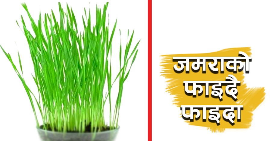 दसैंमा जमरा बढी भयो ? जुस बनाएर खानुहोस्ः नसर्ने रोगबाट बच्न जमरा फलदायी