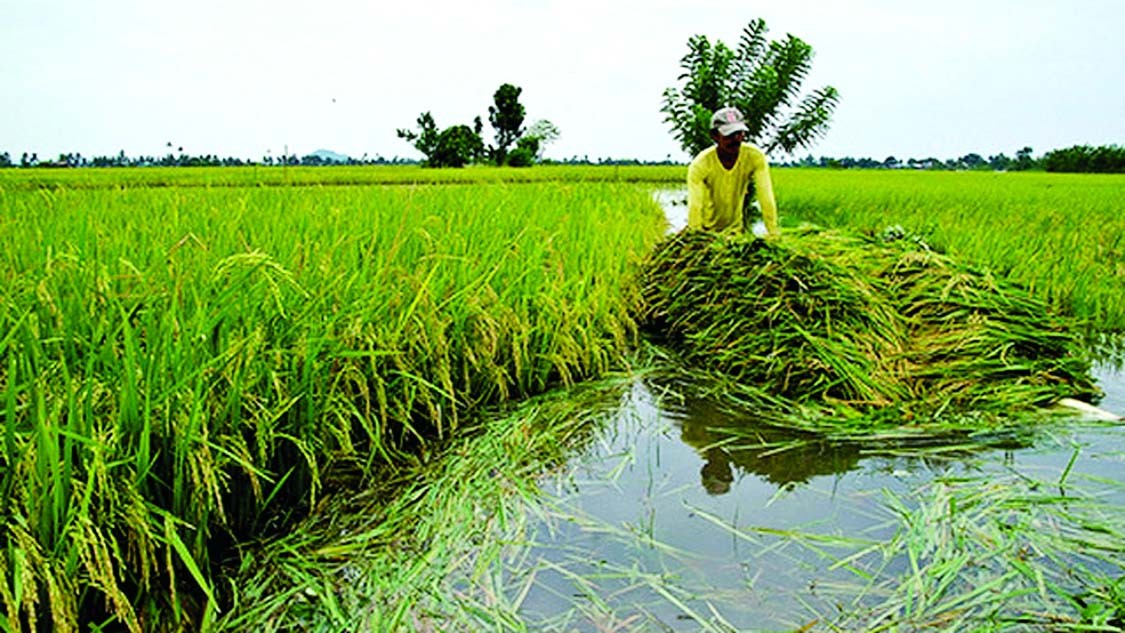 डुबान प्रभावित किसानलाई राहत उपलब्ध गराउन आयोगको आग्रह
